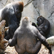 Illustration for article titled Feminism Disaster: This Gorilla At The Zoo Clearly Has, Like, Six Wives
